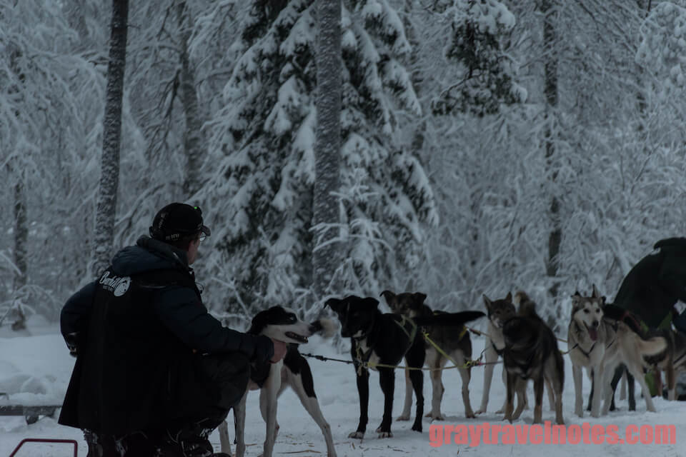 Finland - Dog sleighing in Rovaniemi looks fun